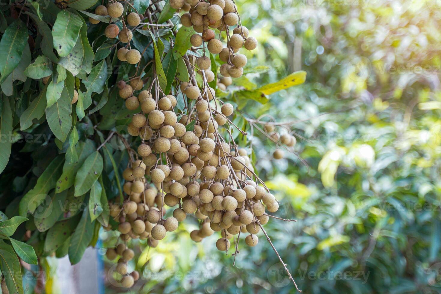 bunch of longans on the tree is a fruit with a light brown bark. Pinkish white flesh with black seeds inside. Has a sweet taste, can eat fresh fruit, make desserts and drink many menus. photo