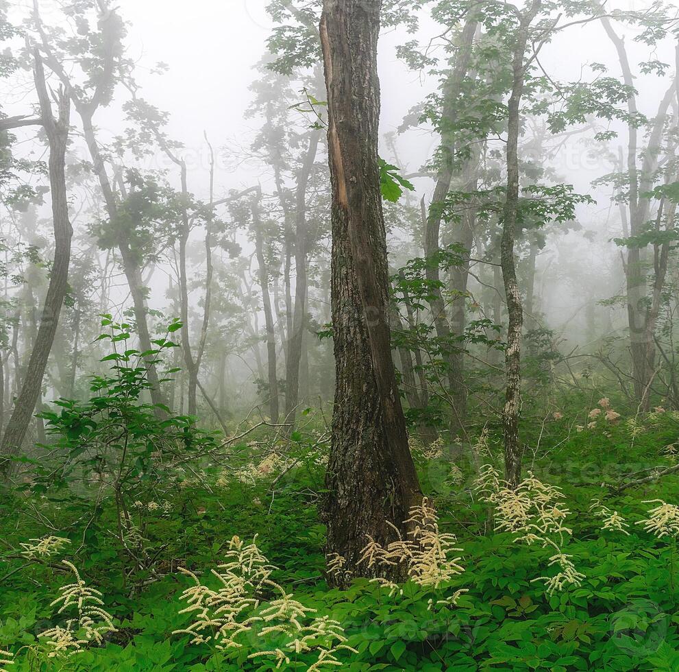 Misty forest in the mountains. Summer taiga in fog. Mysterious foggy forest. photo
