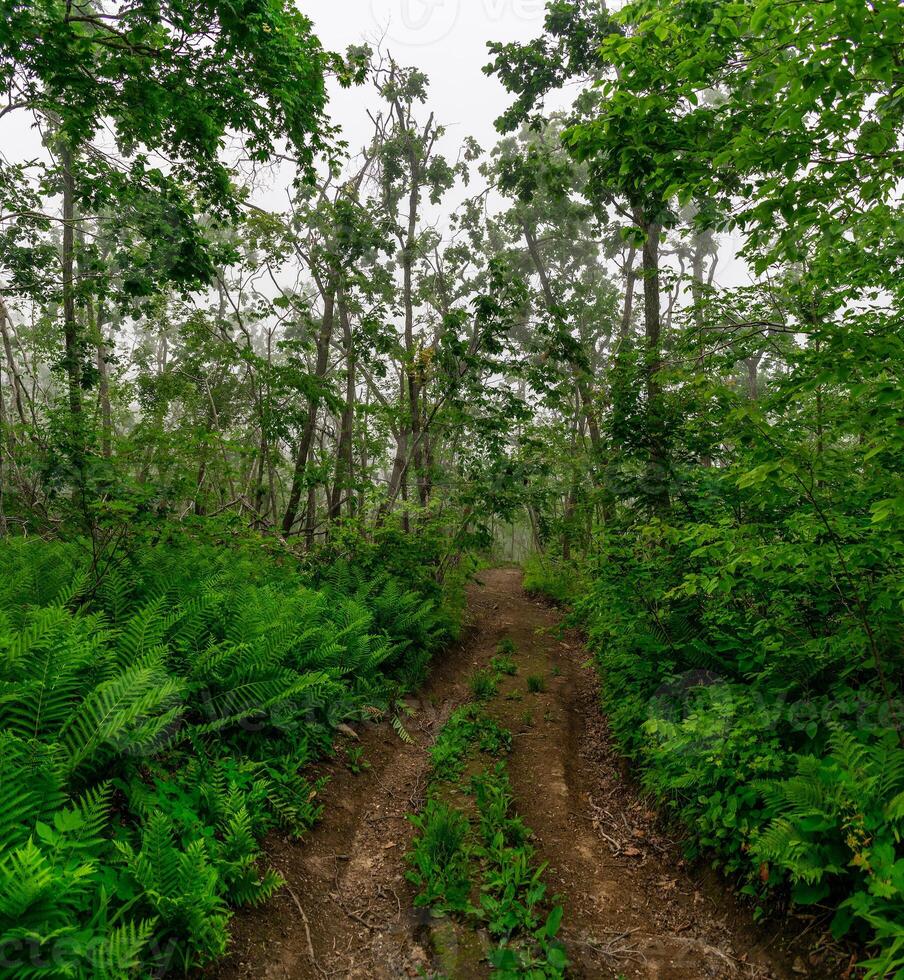 Misty forest in the mountains. Summer taiga in fog.. Mysterious foggy forest. photo