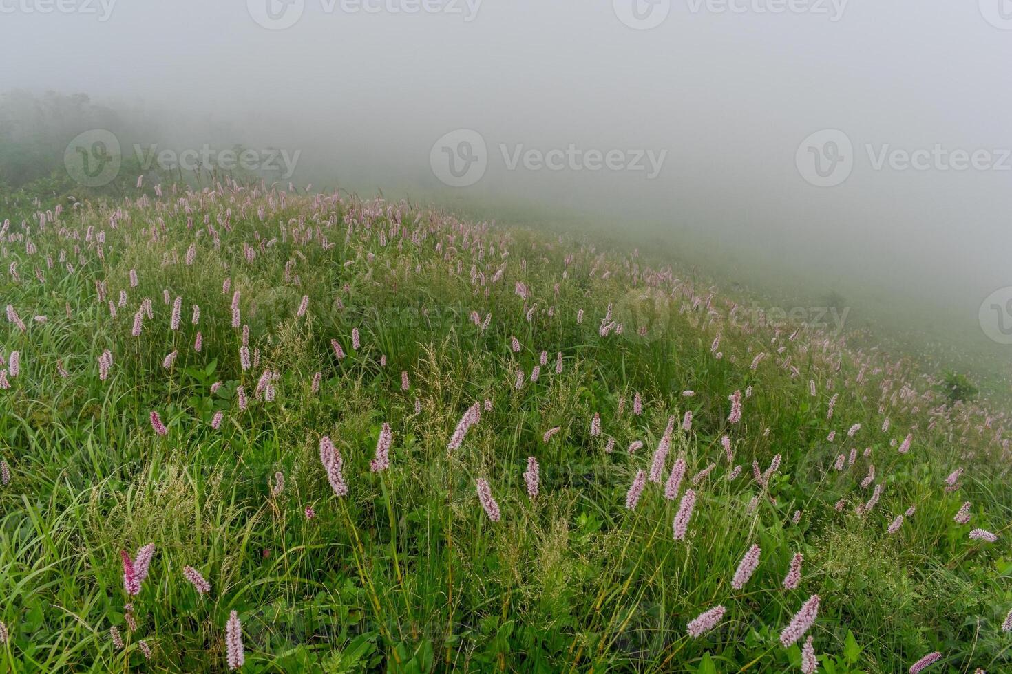 Misty forest in the mountains. Summer taiga in fog. Mysterious foggy forest.. photo