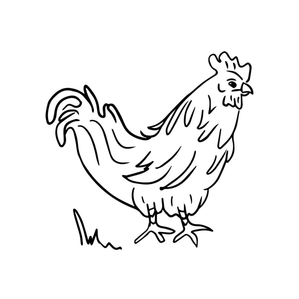 A hand-drawn silhouette of a rooster in the style of doodles. Wildlife, the concept of farming. Raising animals. illustration for printing on clothes, packaging, coloring books vector