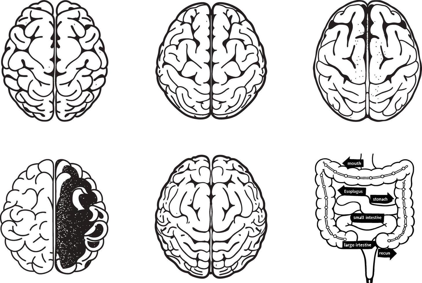 Human brain and digestive system anatomy illustrated in a medical diagram set vector