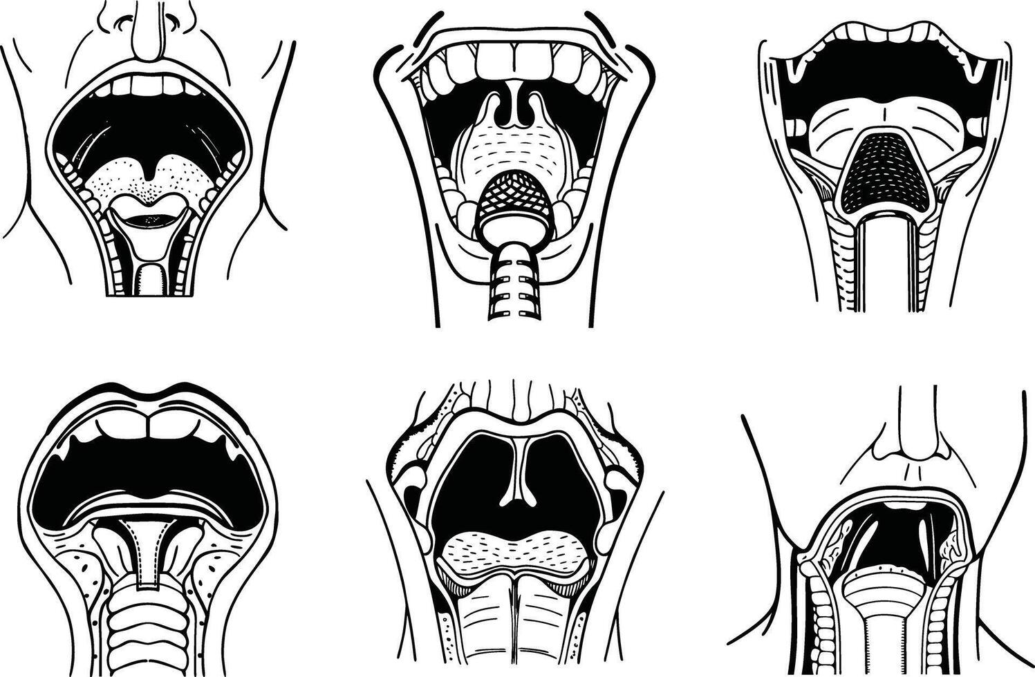 Anatomical illustration of the upper respiratory tract and oral cavity structures vector
