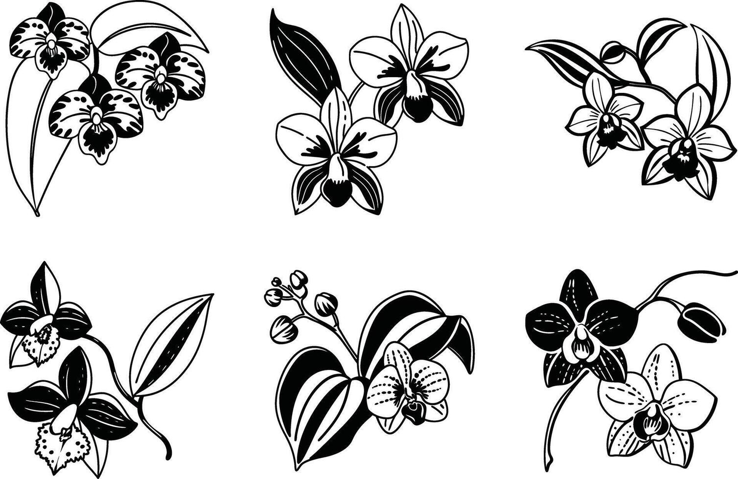 Elegant orchid flower collection black and white botanical art vector