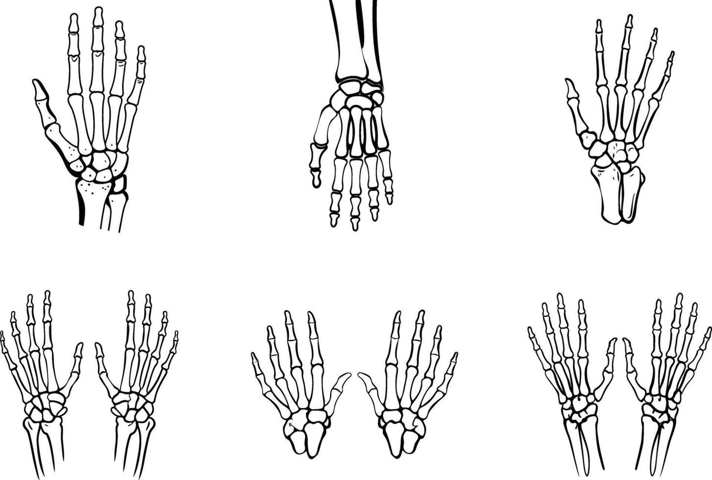 Skeletal hand illustrations collection anatomical bone structure for medical or halloween designs vector