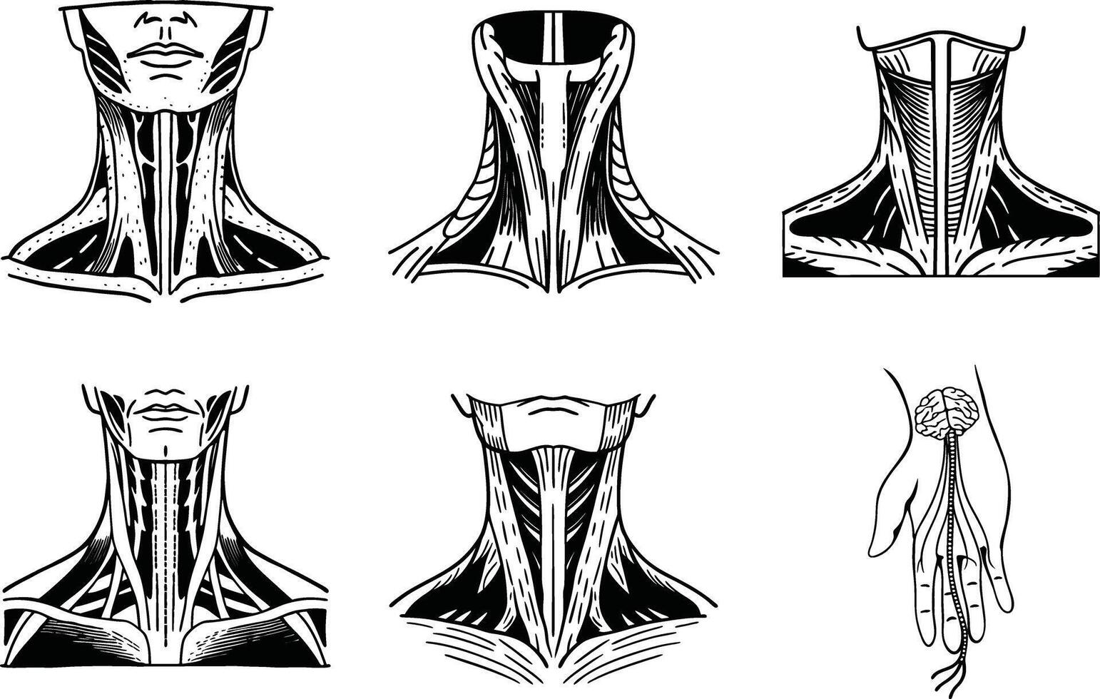 Human neck muscle anatomy diagram collection illustration for educational purposes vector