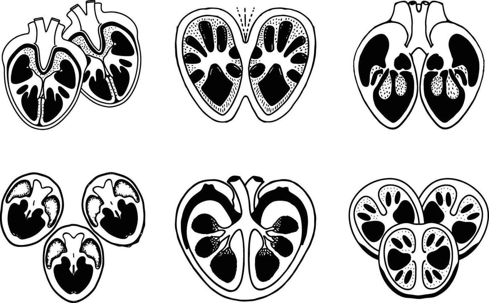 Graphic black and white illustration of cross section pomegranates vector
