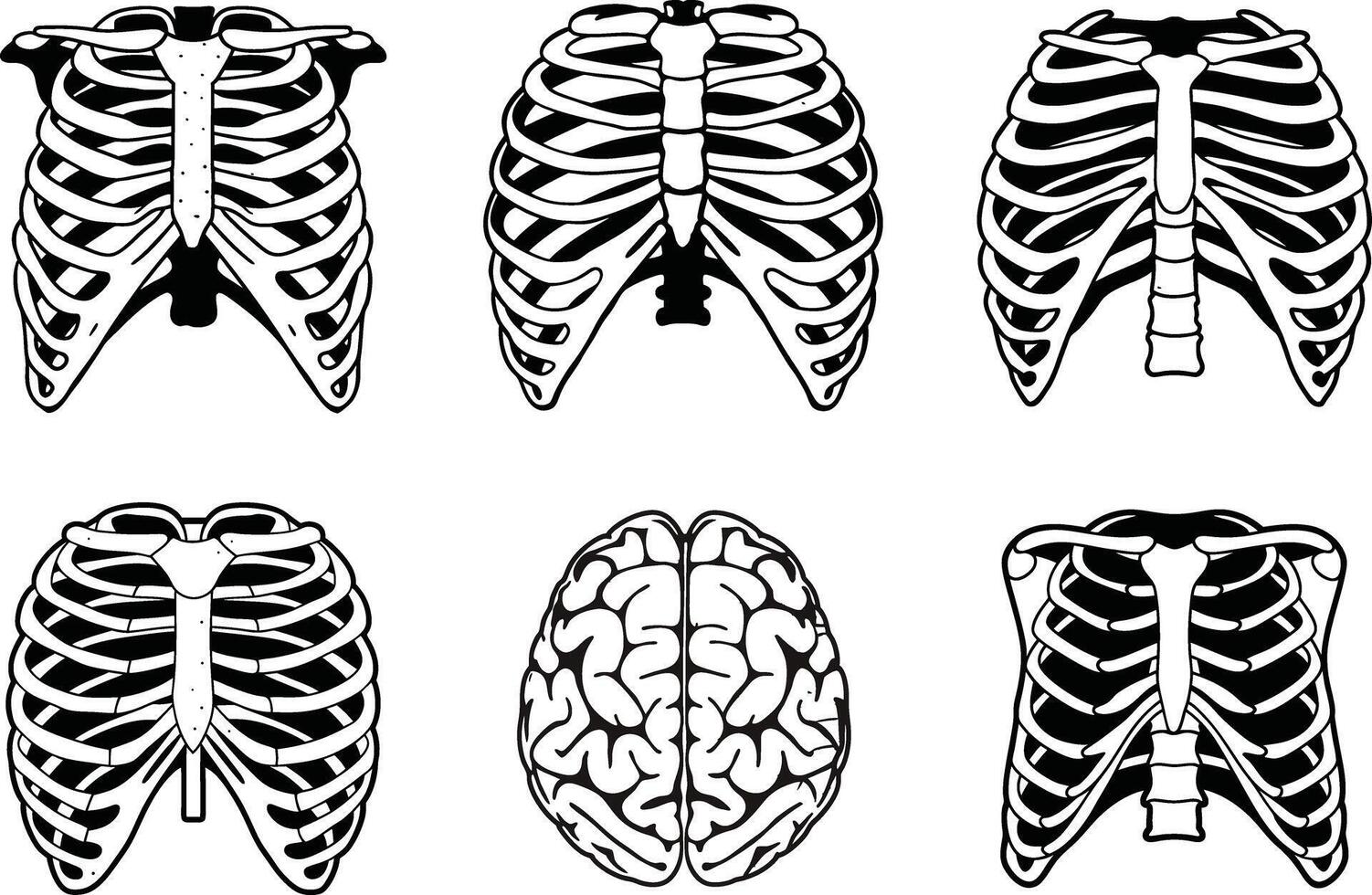 Set of human rib cages and brain isolated on white background vector