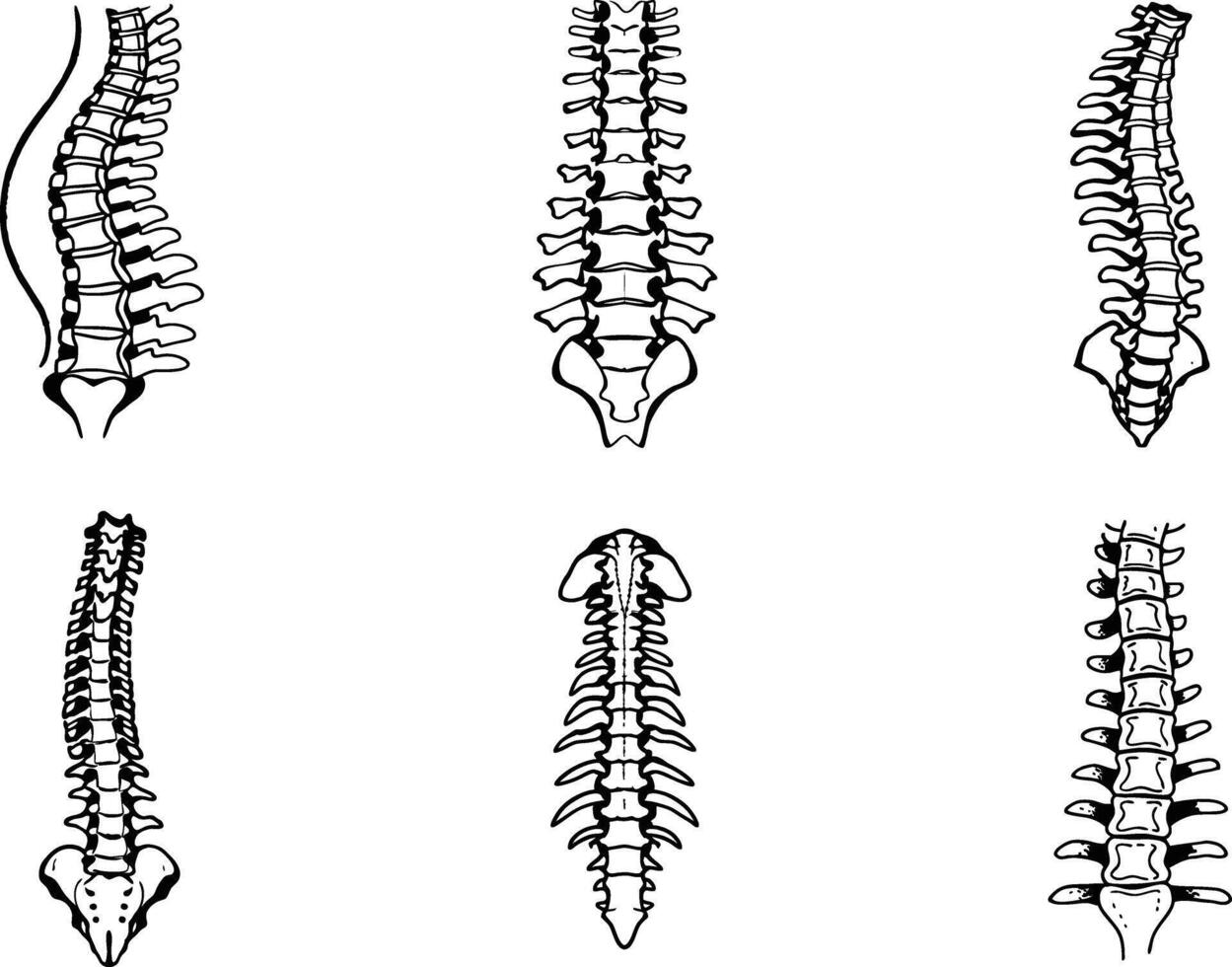 Human spine anatomy variations sketch style medical and educational illustration vector