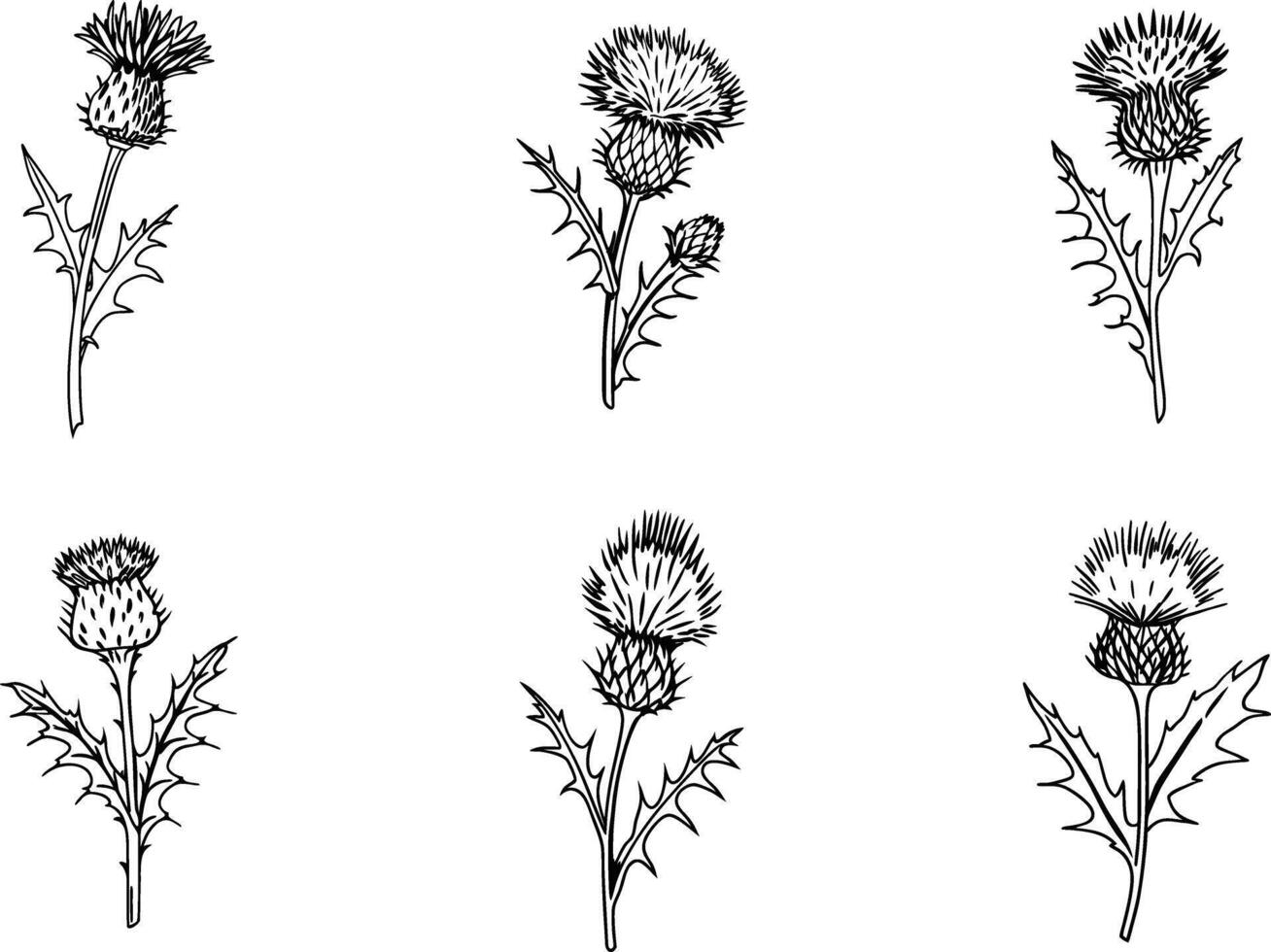Thistle flower line art black and white botanical illustration pattern vector