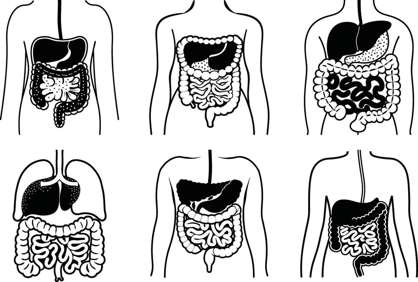 Human digestive system diagram with internal organs line art illustration vector
