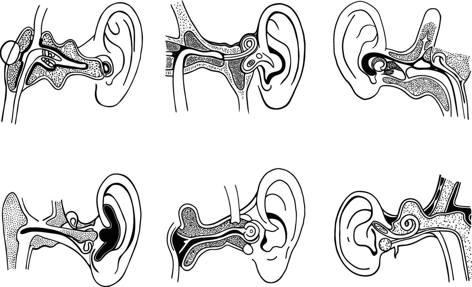 Anatomical illustration of human ear structure and parts in format vector
