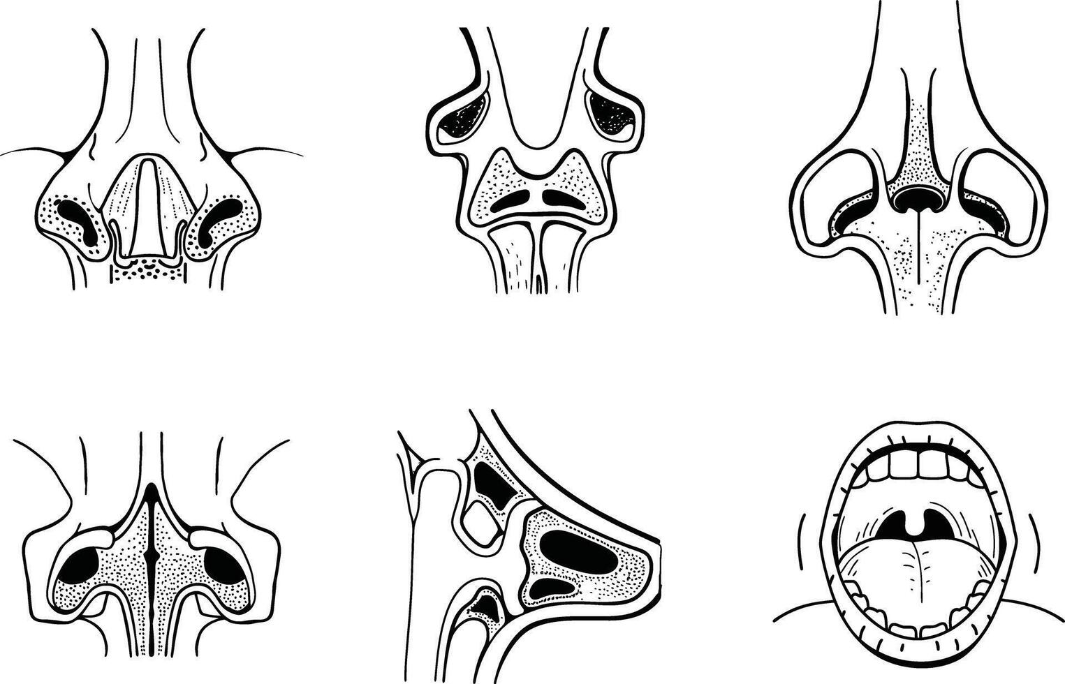 Anatomical illustrations of human nose and mouth cavities in black and white style vector