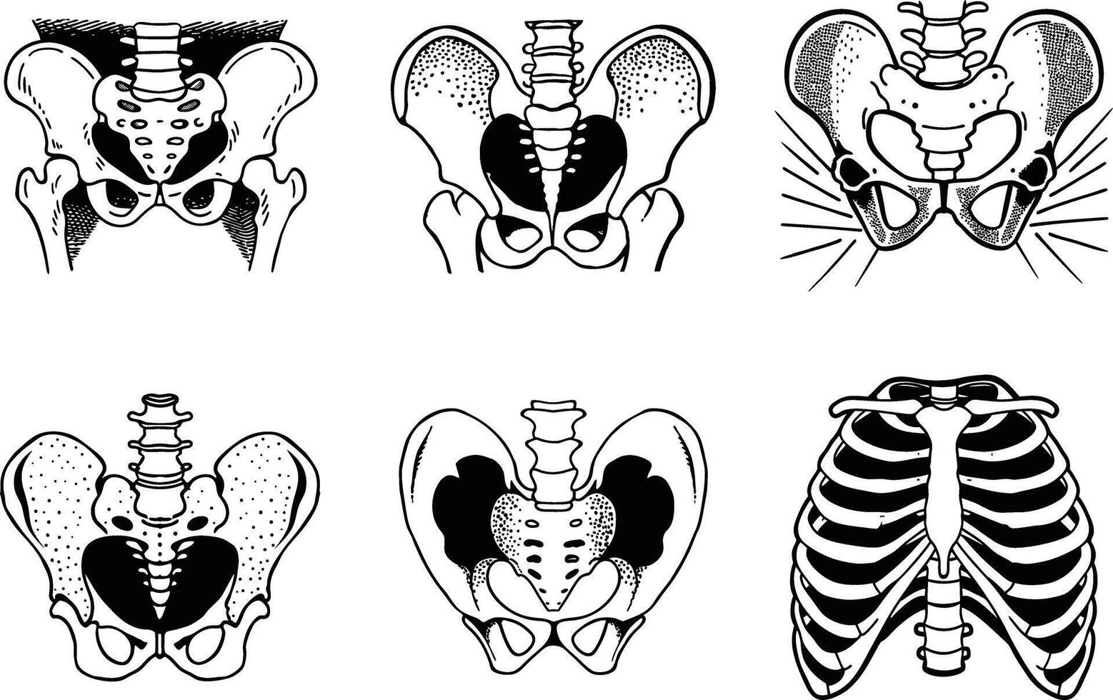Different anatomical pelvis and rib cage illustrations depicting skeletal system with black outline vector