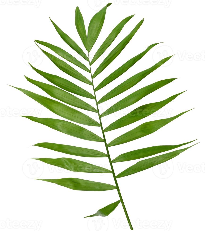A single, vibrant green palm leaf with long, pointed leaflets attached to a central stem, isolated background photo