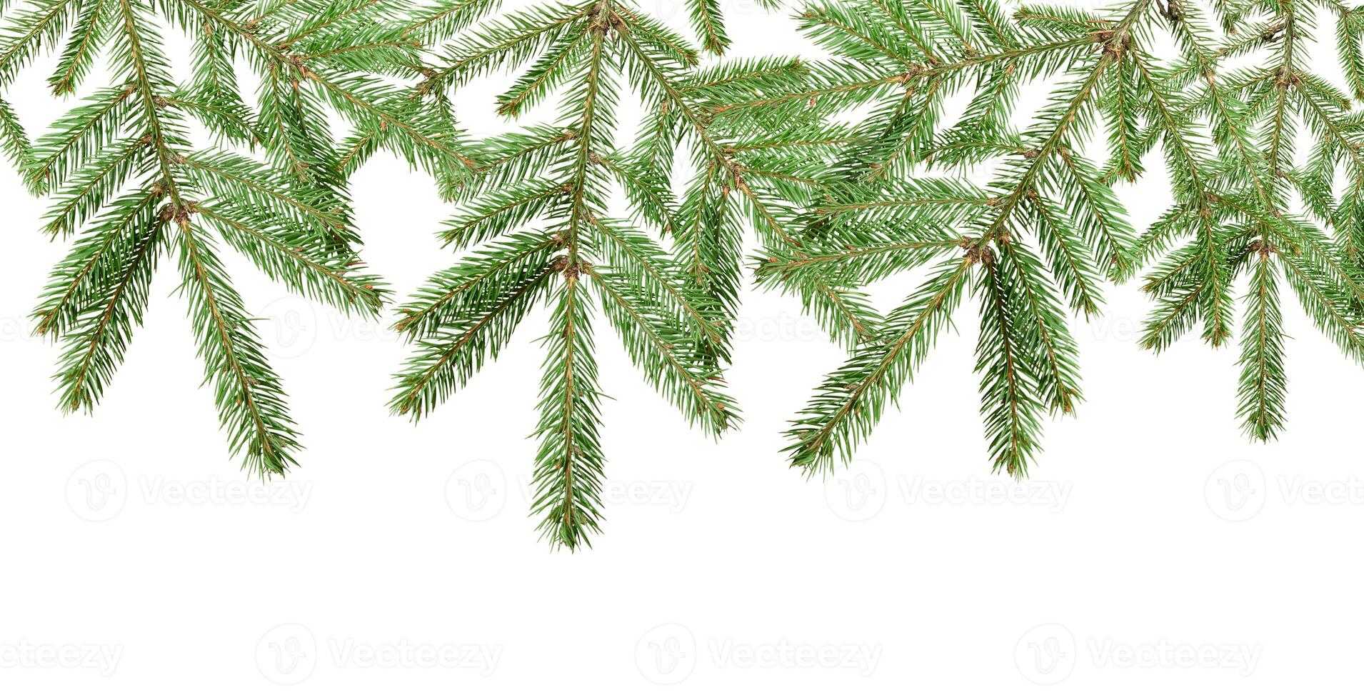 Spruce branch with green needles, isolated background. The branch is detailed and shows the texture of the needles and stem. photo