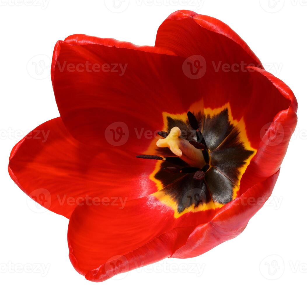 A close up, top down view into the heart of a vibrant red tulip flower, revealing its dark center, yellow anthers, and delicate petals. photo
