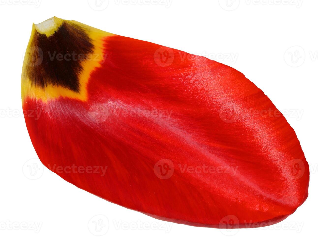 Single red tulip petal with yellow markings, close up photo