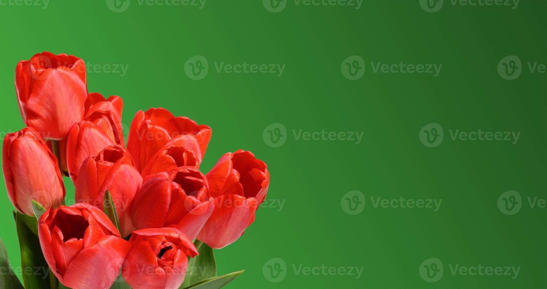 Bouquet of several vibrant red tulip flowers with green stems and leaves, green background. photo