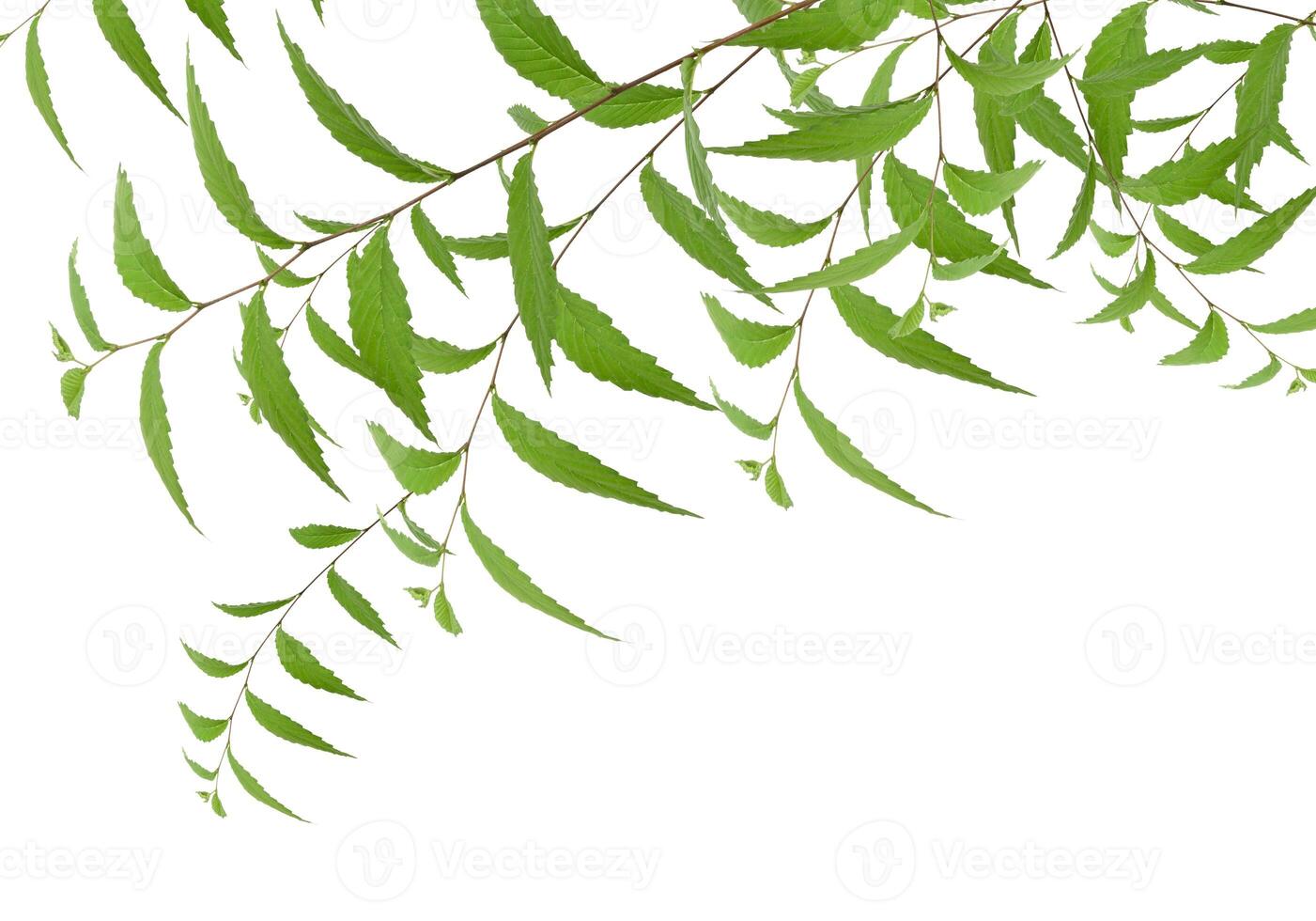 Branch with green leaves of Elm, or Ulmus, on isolated background. Copy space photo