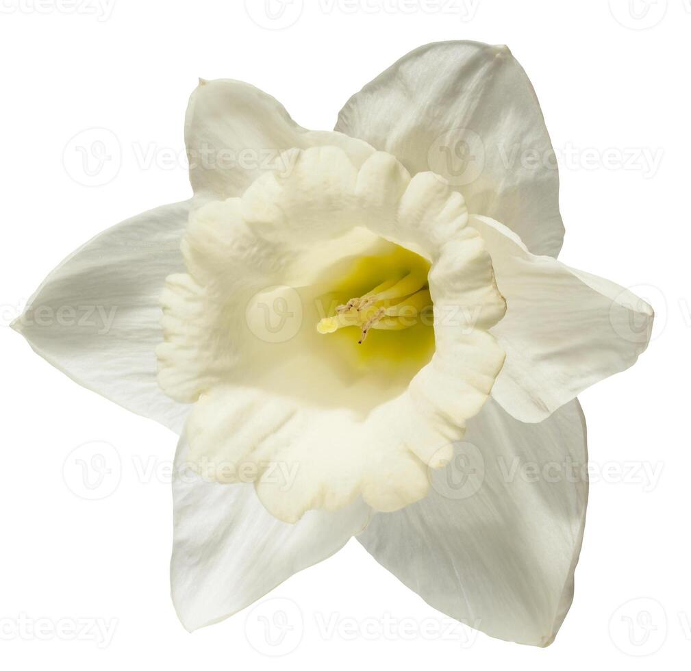 A single, pristine white daffodil flower with a delicate yellow center, isolated background, showcasing its elegant form photo