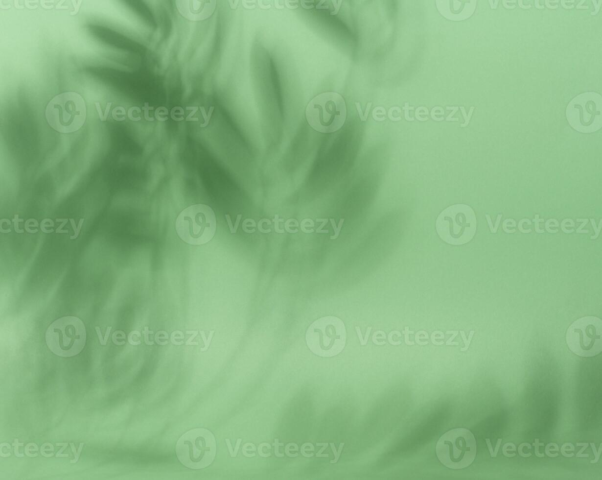 Soft, blurred shadows of palm leaves are cast across a solid light green background photo