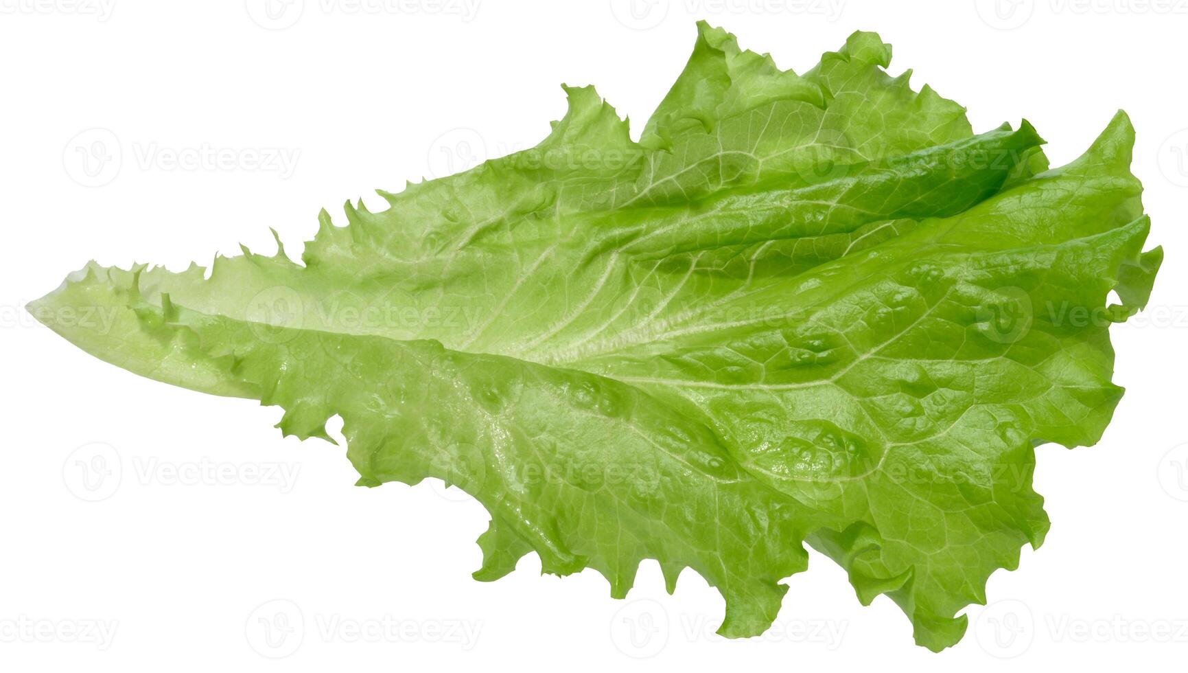 Lettuce leaf with ruffled edges, isolated background photo
