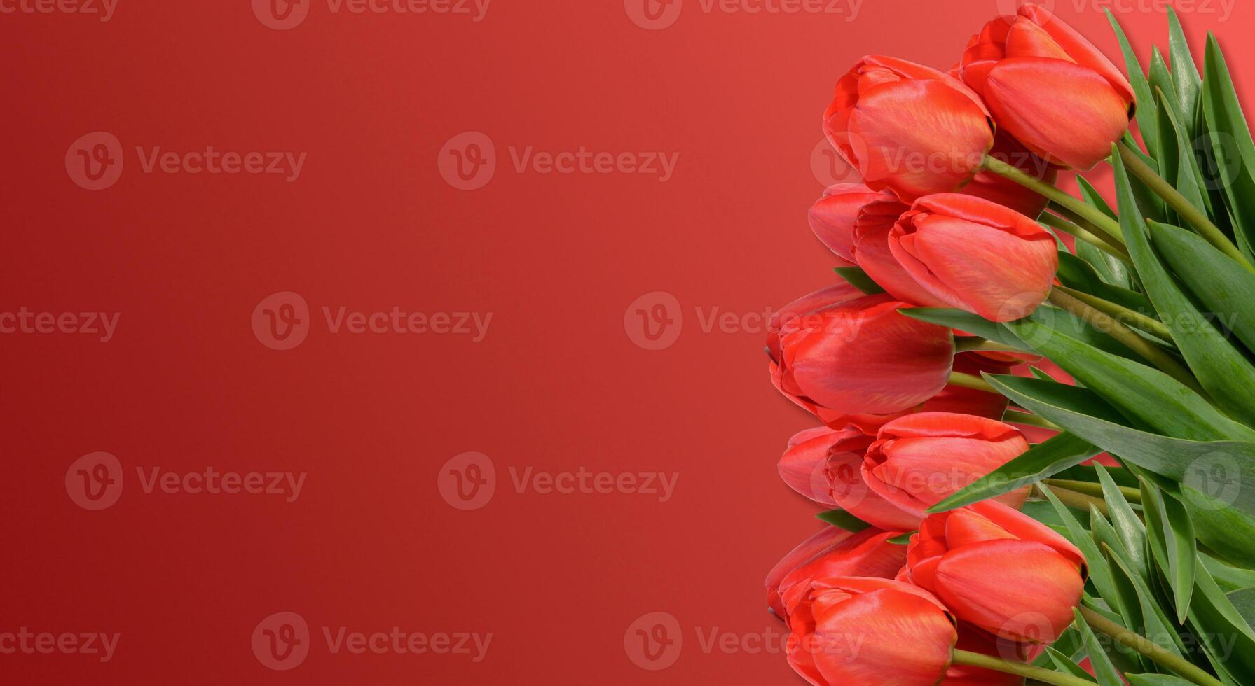 Bouquet of several vibrant red tulip flowers with green stems and leaves, red background. Copy space photo