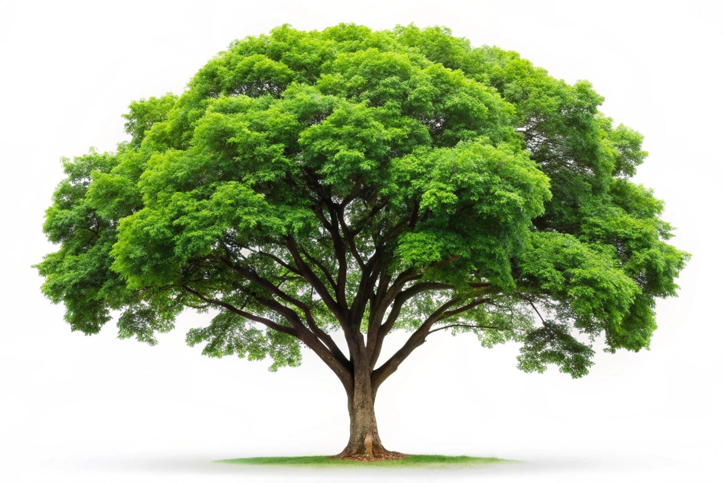 Beautiful green tree with full foliage and symmetrical branches, creating a tranquil and clean visual against a bright white background photo