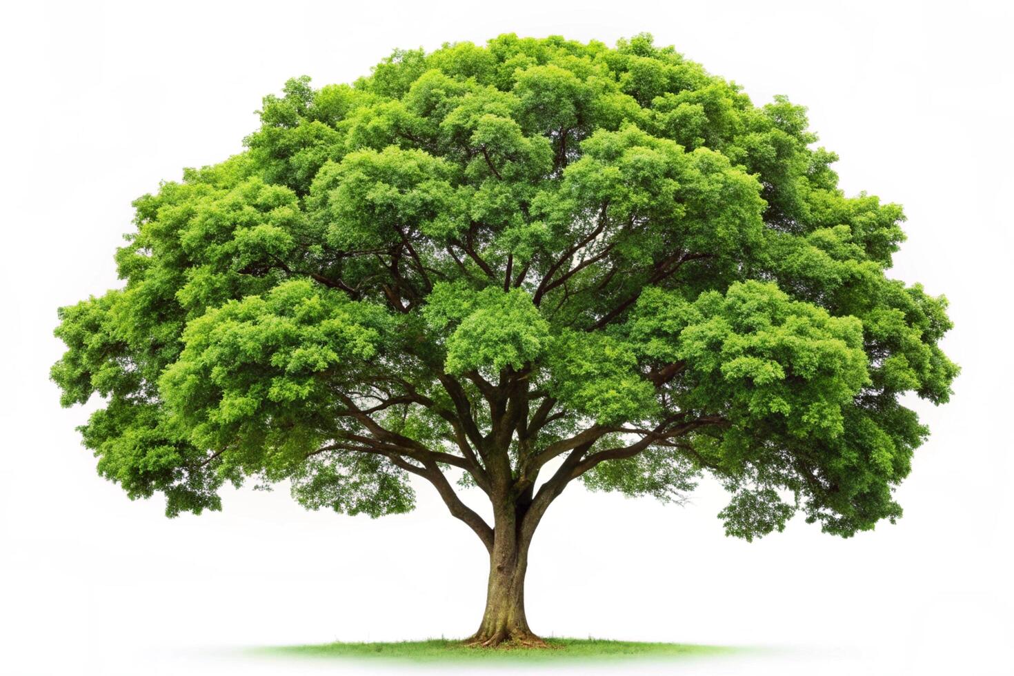 healthy green tree with wide branches, standing alone in a serene setting with a clean, white backdrop photo