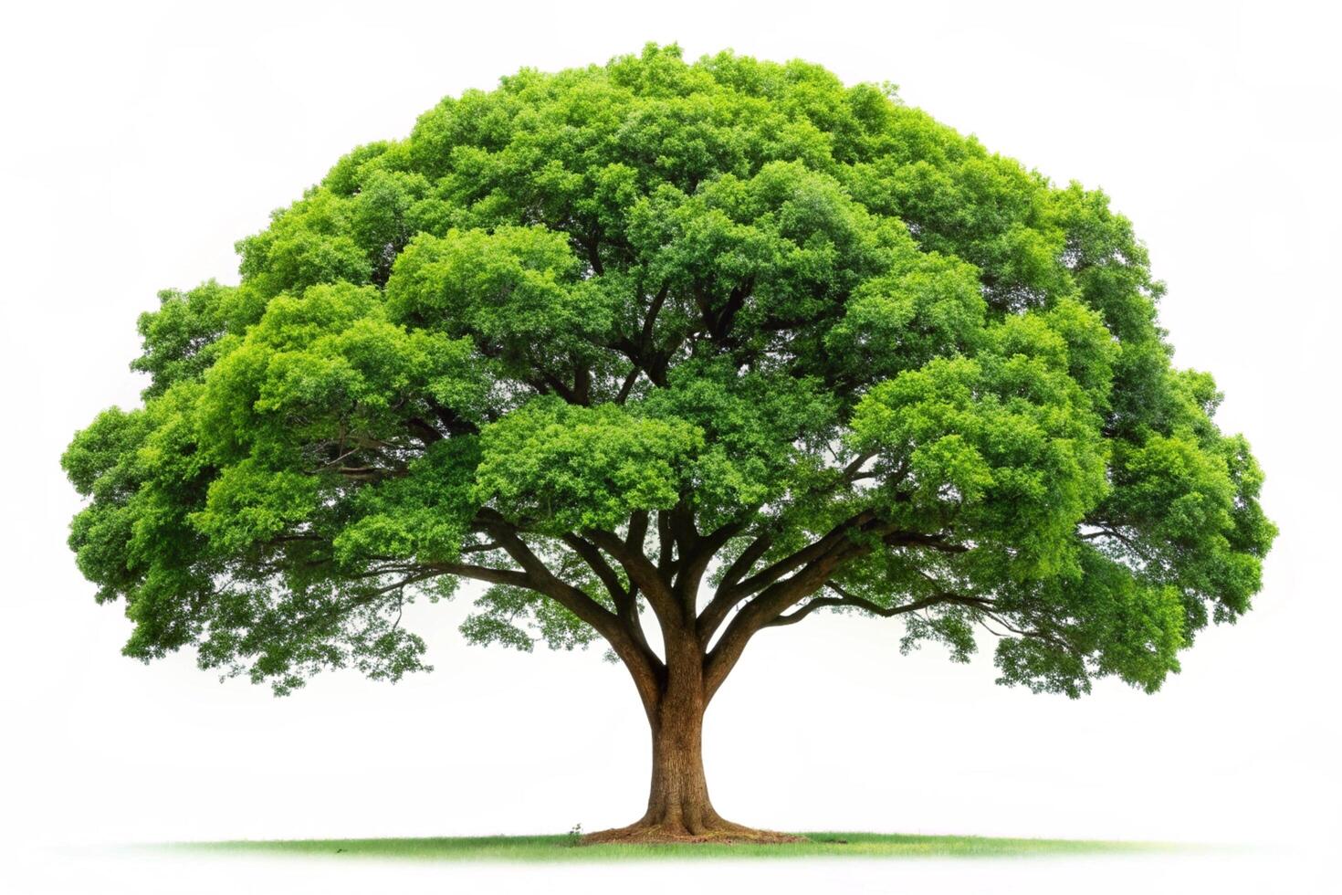 Strong and beautiful tree with a wide, leafy crown against a pure white backdrop, symbolizing life and nature photo