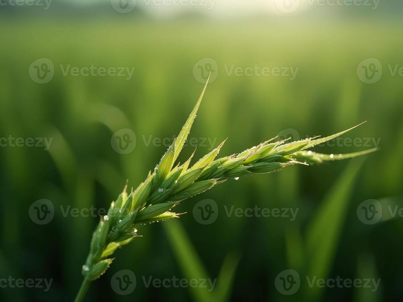 A close up of a green grass plant in a field photo