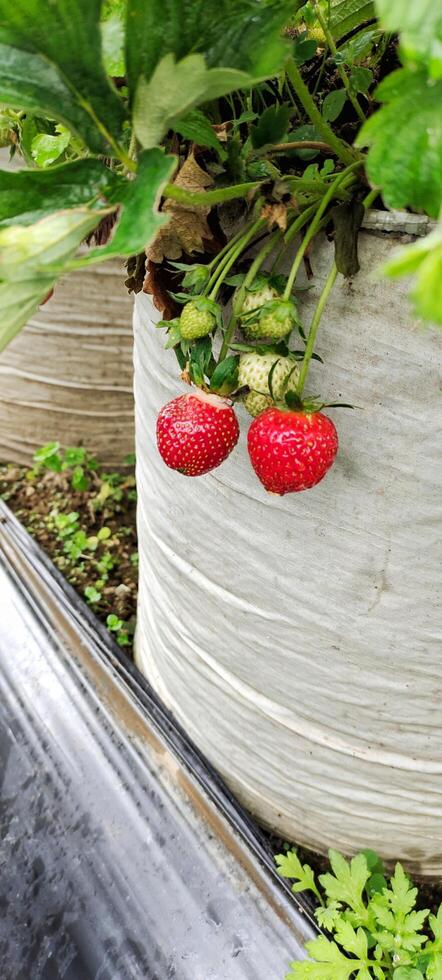 Portrait of ripe strawberries in the field ready to be harvested photo