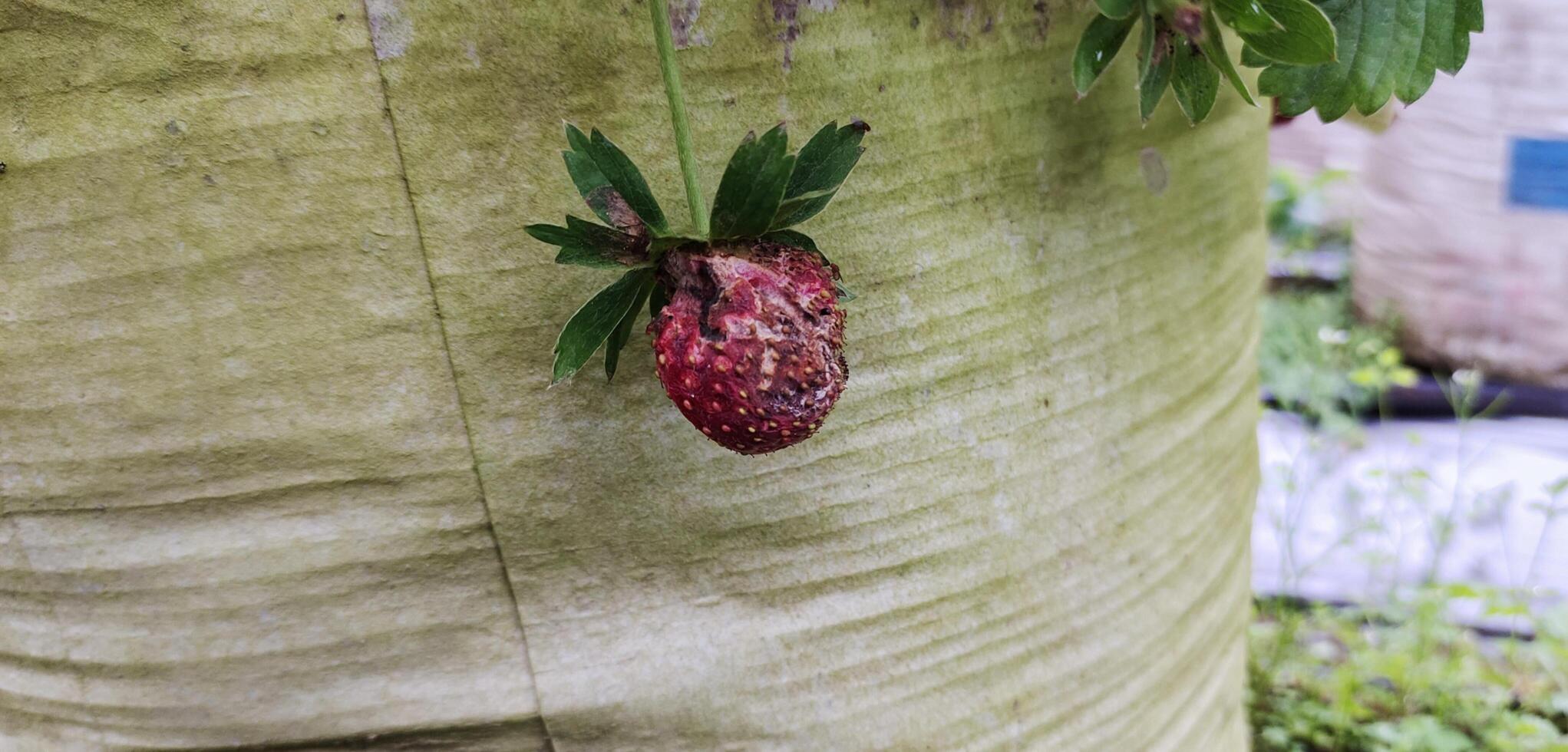 A strawberries look rotten in the field photo