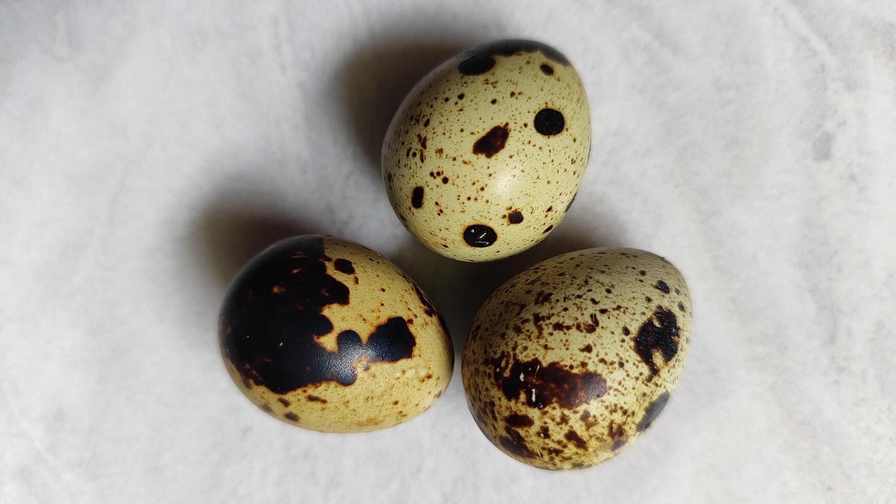 fresh quail eggs, showcasing their delicate size and unique speckled patterns. photo