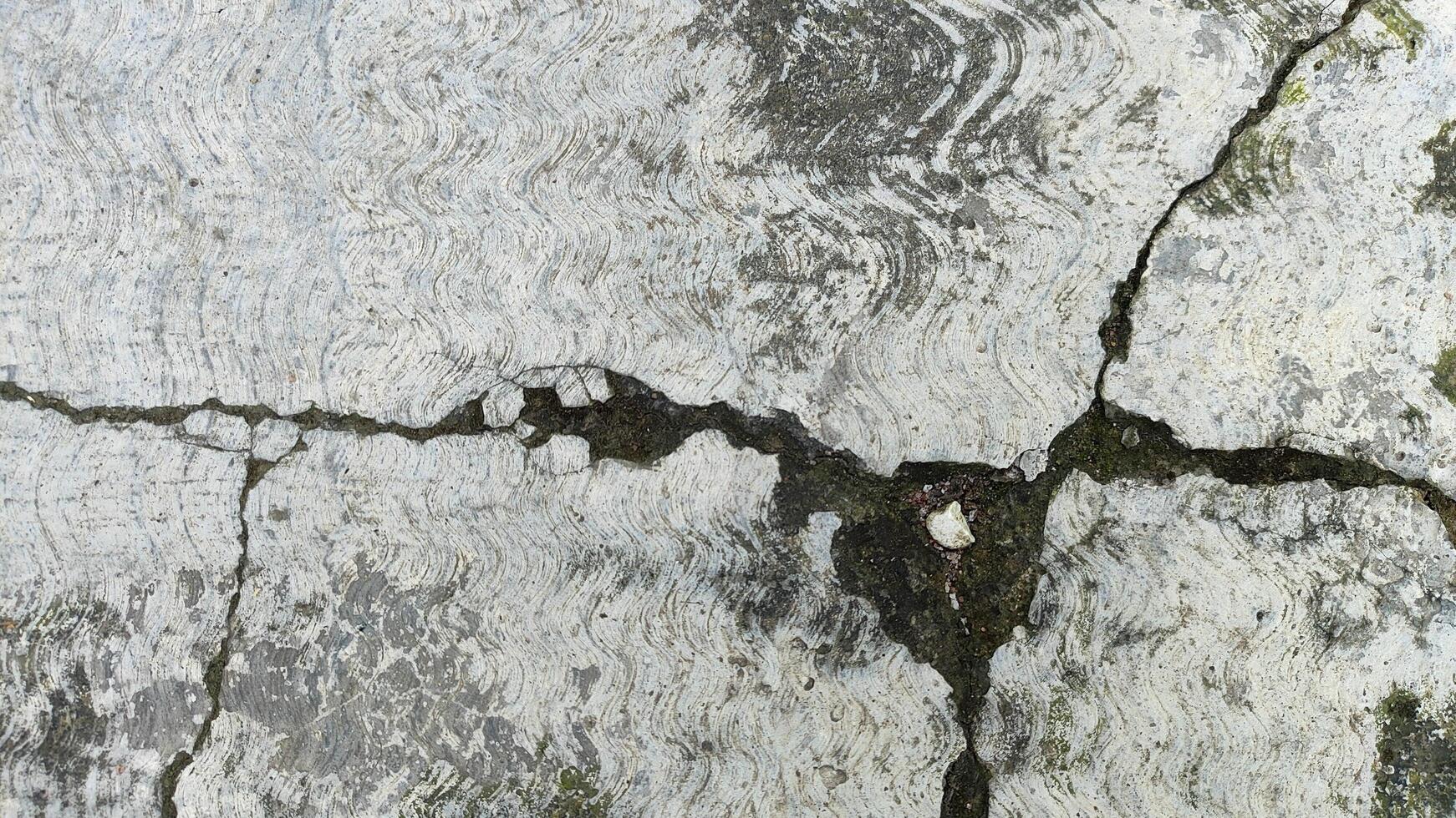 a crack in the surface of a tree photo