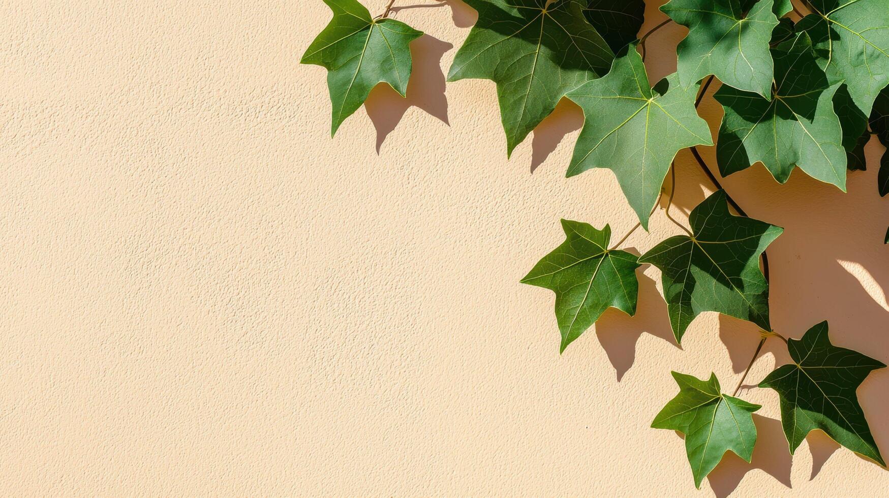 Green ivy leaves growing on beige wall with sunlight casting natural shadows and creating a minimal and organic composition. photo