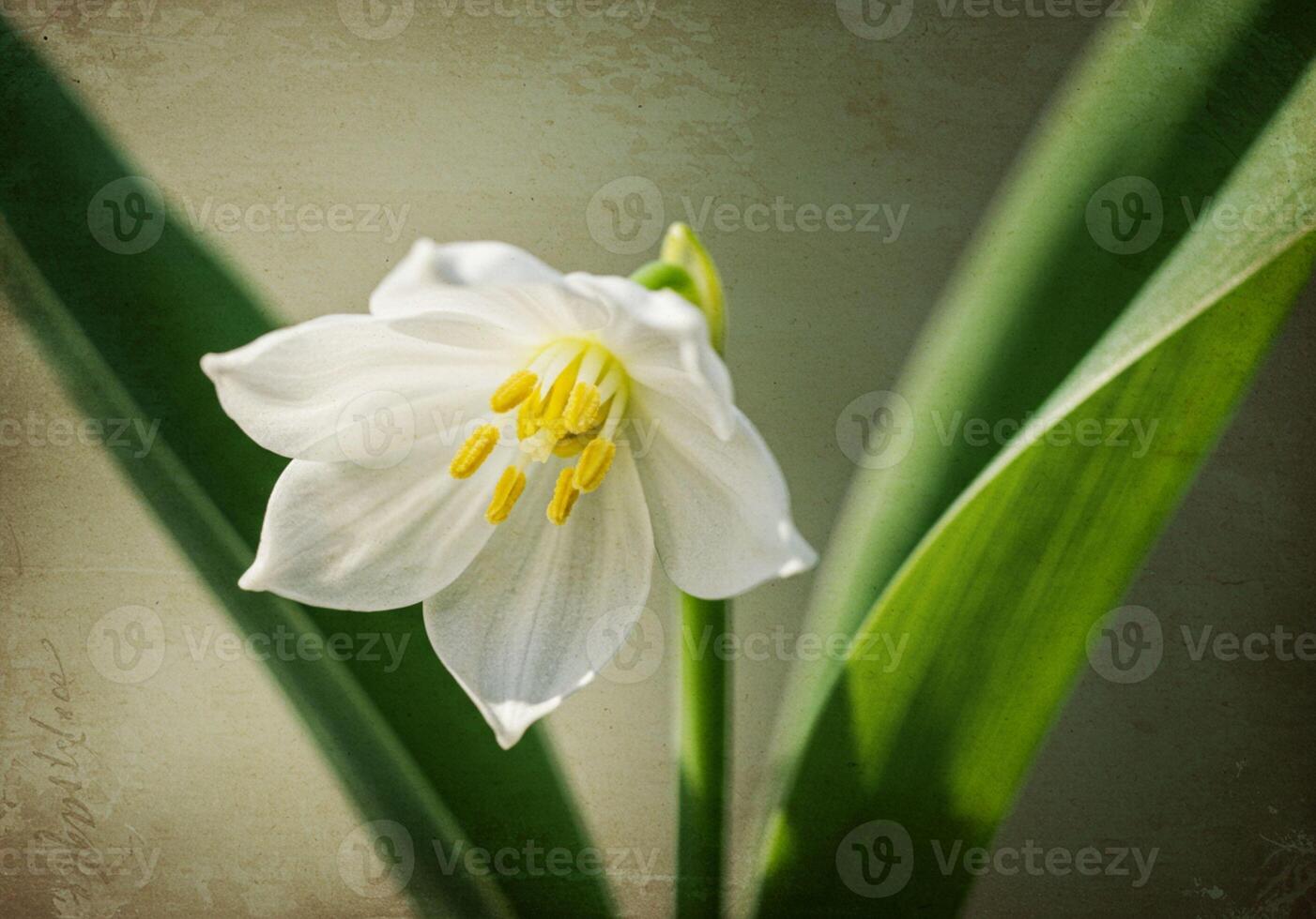 A single white flower is shown in the middle of a green background photo