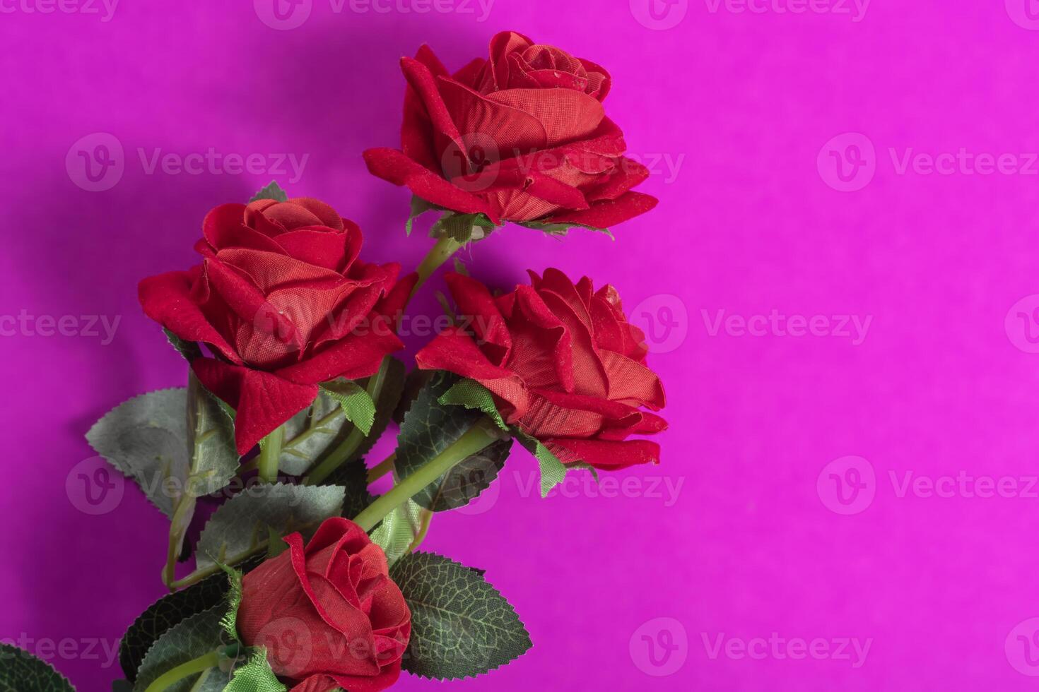 Beautiful red roses with green leaves on a vibrant pink background. photo
