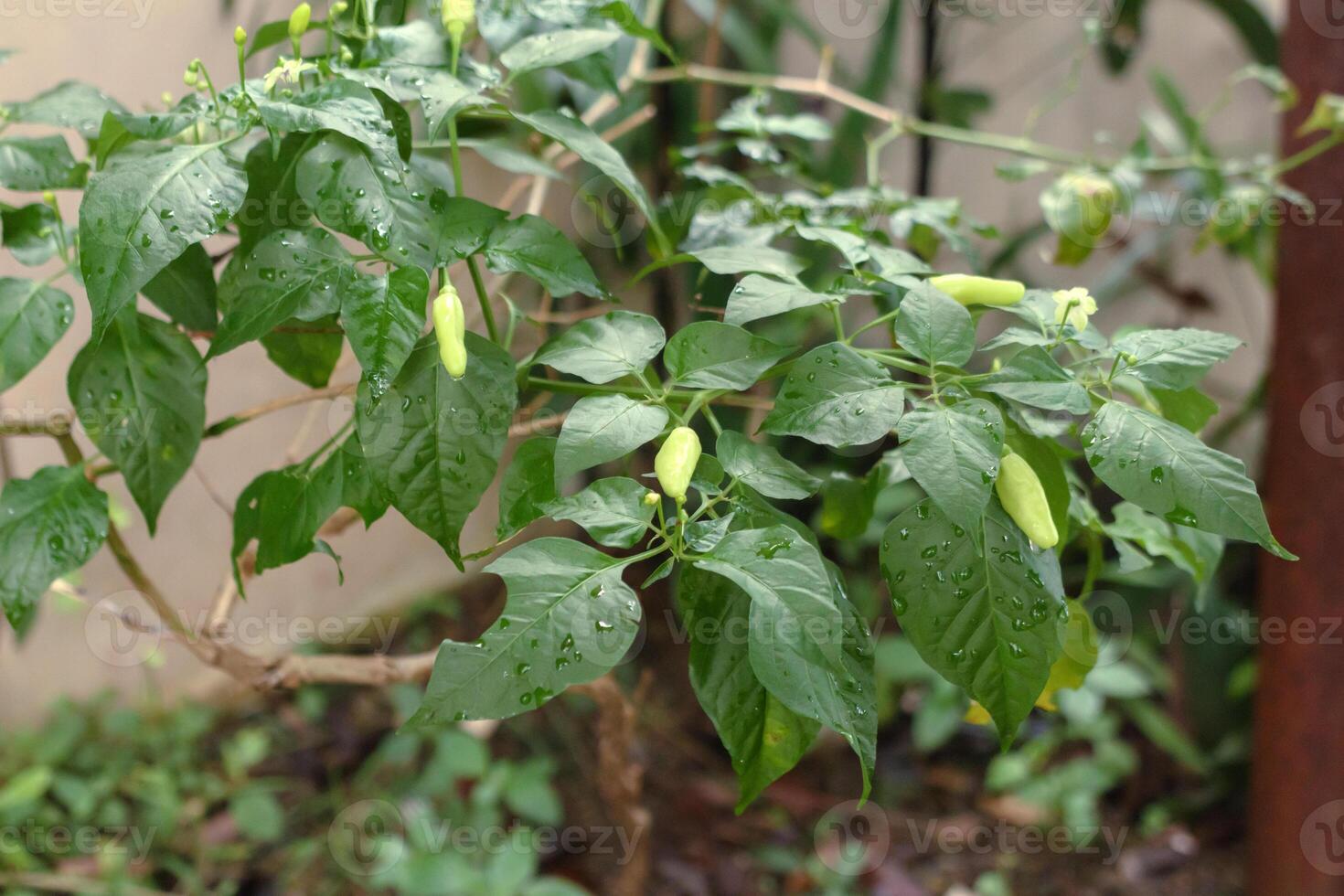 Young Chili Pepper Plant with Rainwater Droplets growing in garden closeup photo