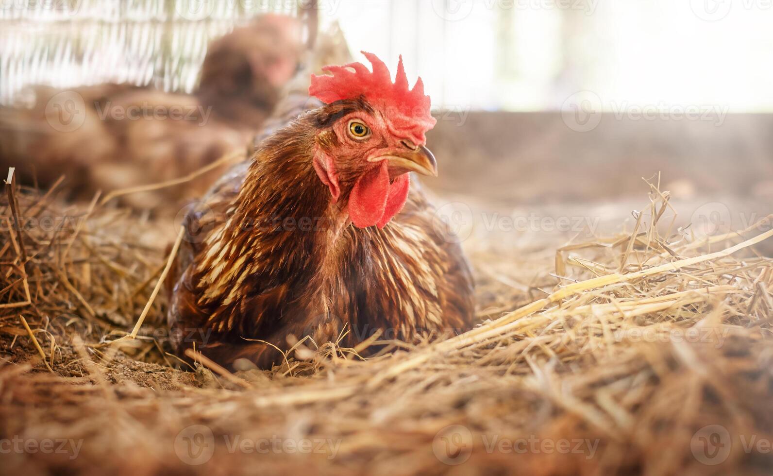 A brown hen sits in a nest in a chicken coop photo