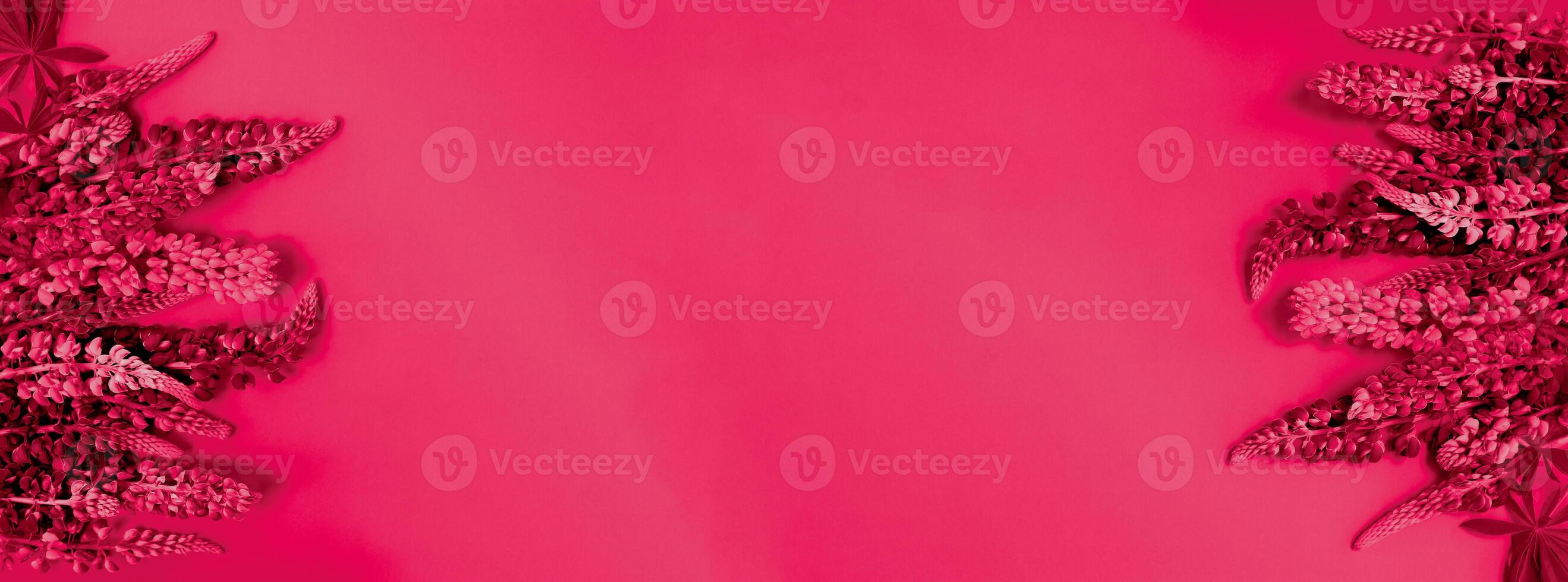 Flower banner from lupins background in Viva Magenta. Red color top view photo