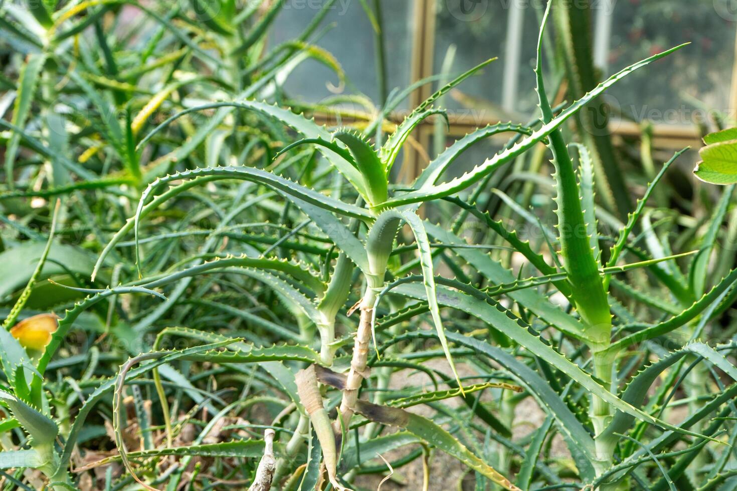 Aloe flower. Green plant. photo