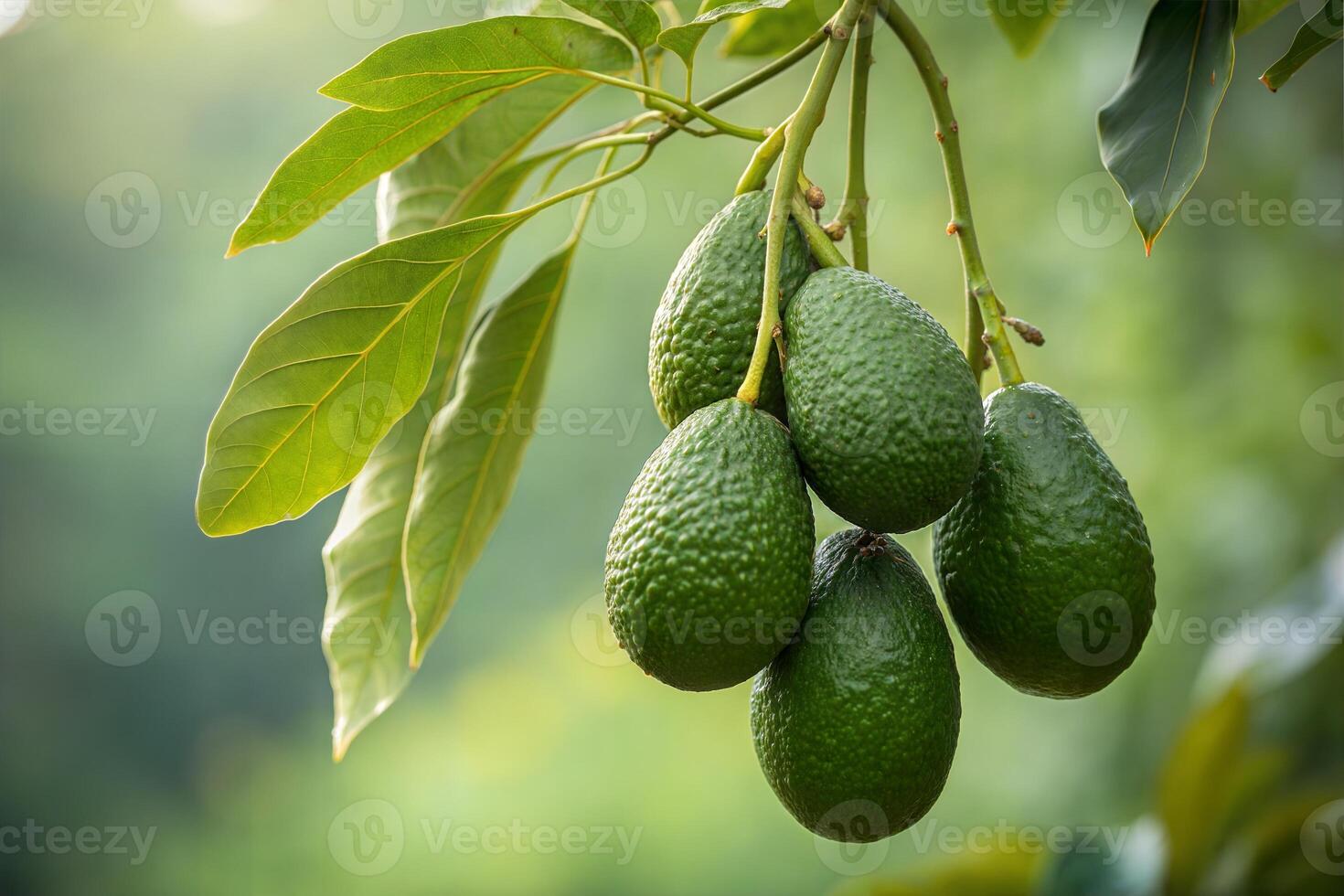 Vibrant Green Avocados on a Branch ,Nature's Bounty photo