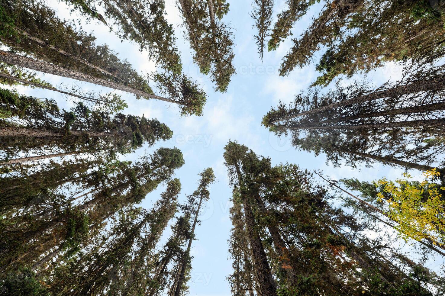 Below of tall pine tree green leaves and blue sky in autumn forest at national park photo