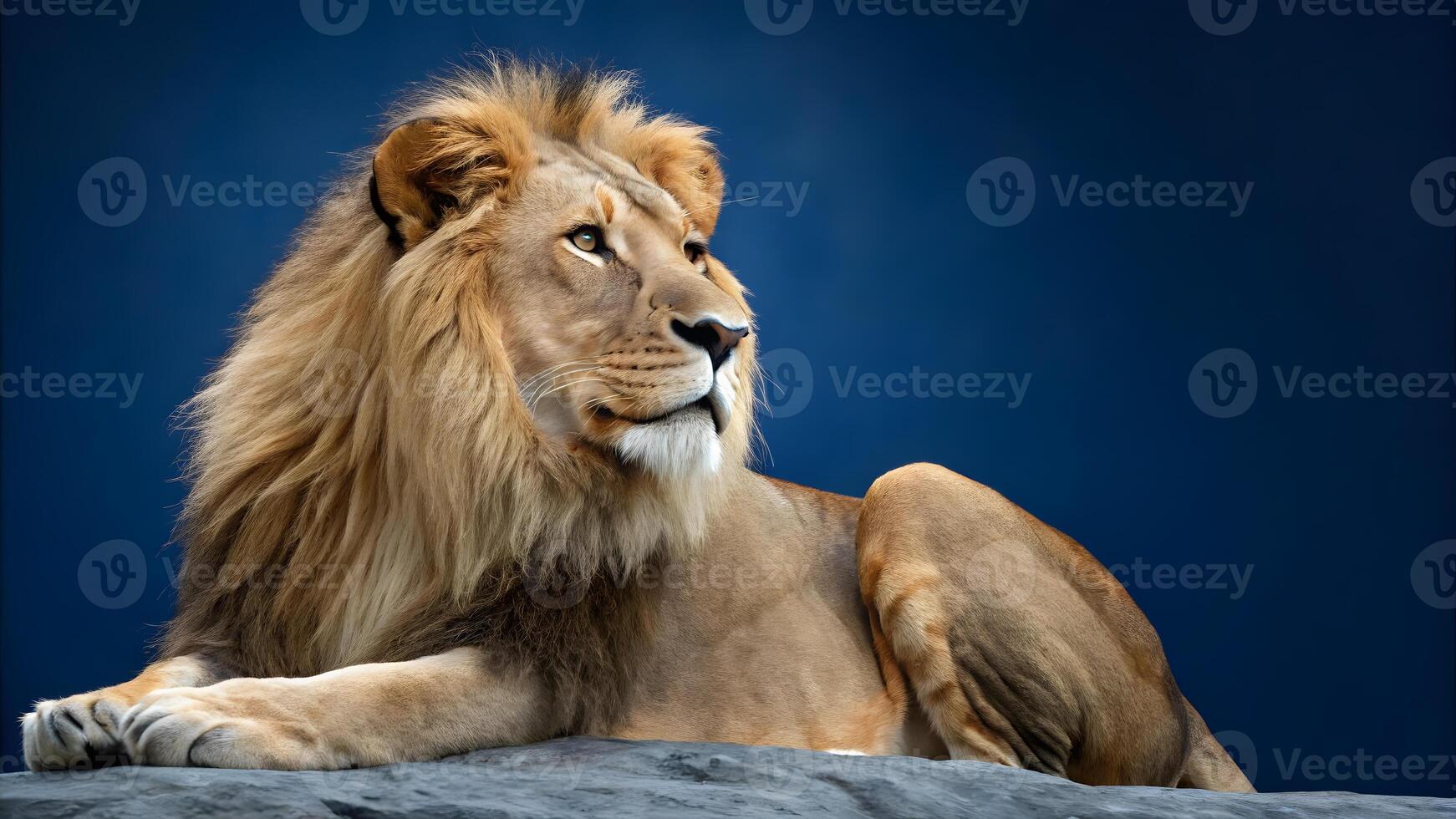 Majestic lion resting on rock with captivating gaze during daylight photo