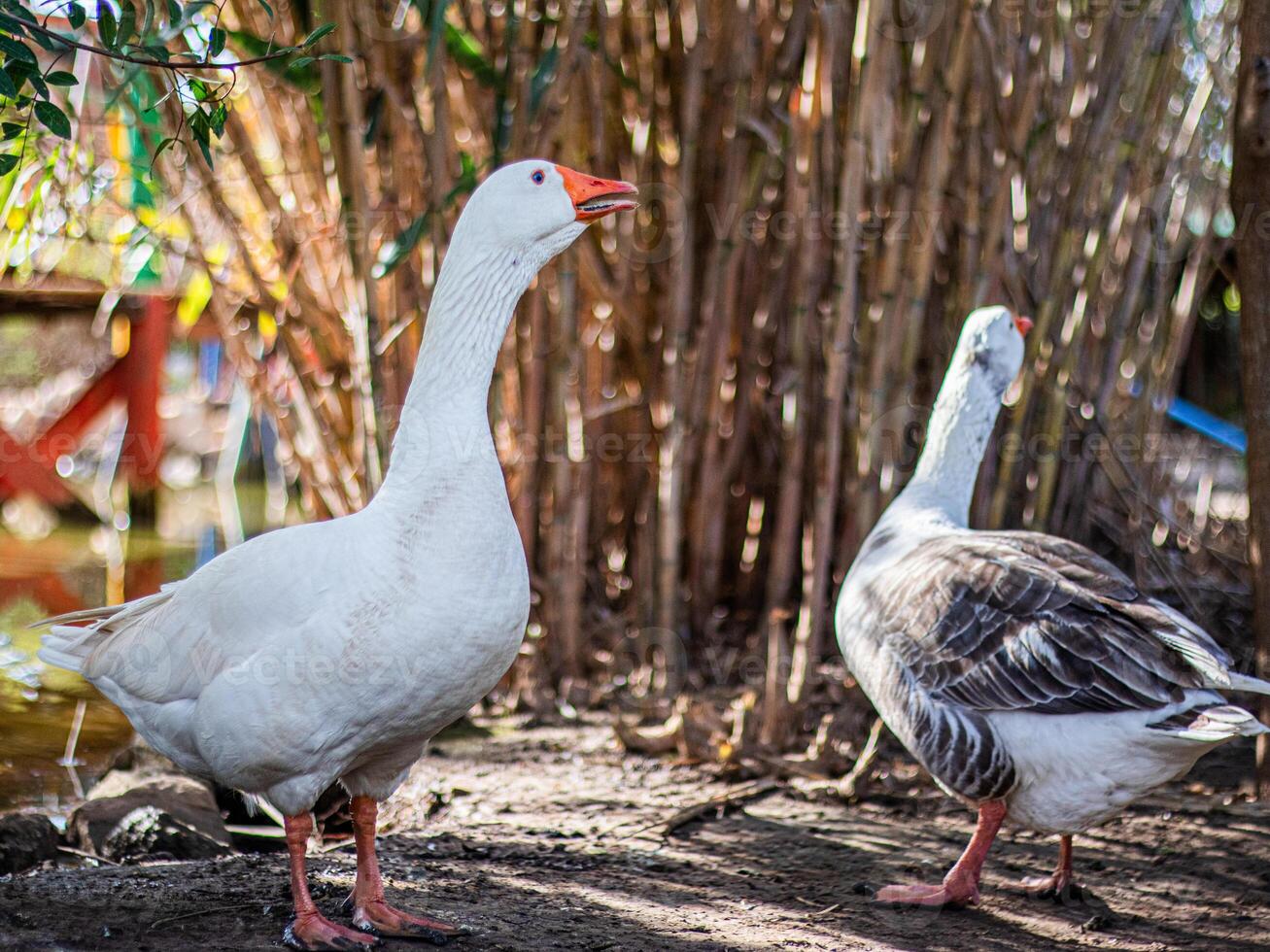 Group of ducks walking outdoors in nature on a sunny day 4 photo
