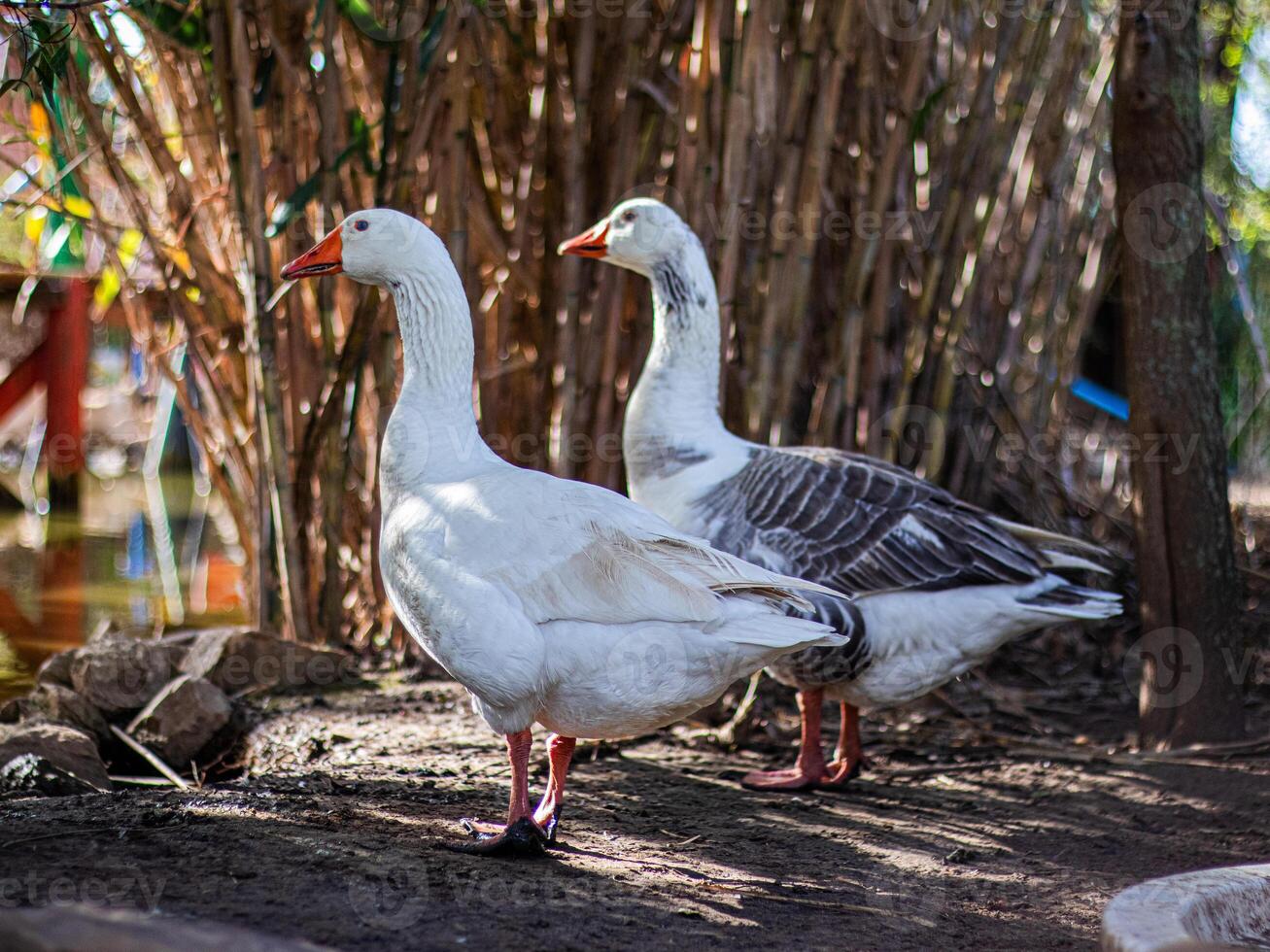 Group of ducks walking outdoors in nature on a sunny day 5 photo