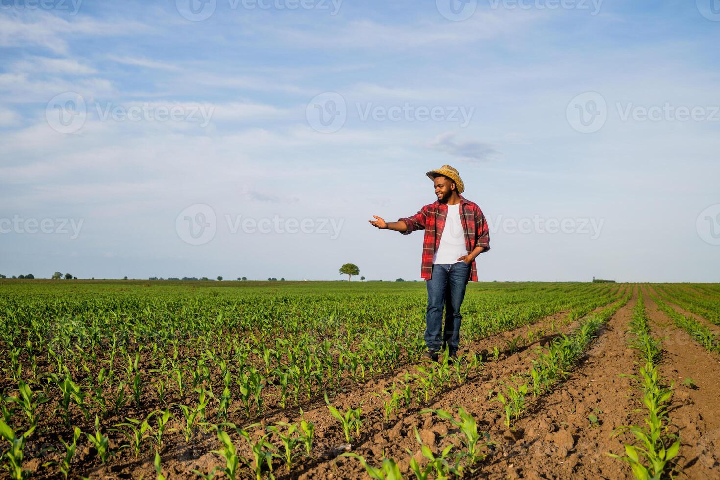 A proud, smiling black male farmer standing in the middle of cornfield and showing progress of his crops. photo