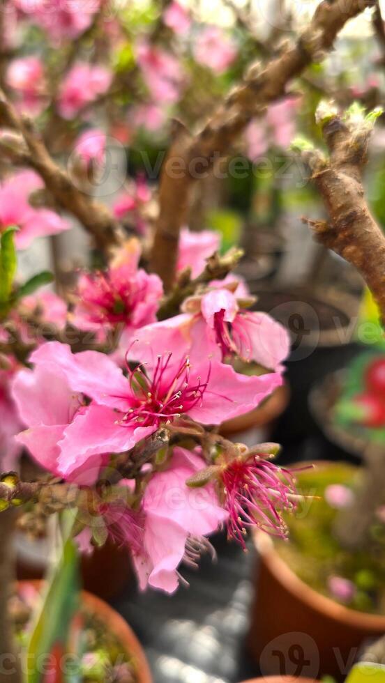 Macro photo of delicate pink blossoms on a tree branch in a plant nursery. Flowers resemble peach, cherry, almond or apricot blooms. Spring floral scene with blurred background and terracotta pots.